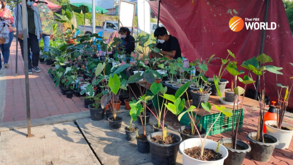 , Sing Buri: A Mecca for ornamental plants, We love Thailand