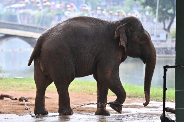 , Push to free chained elephants at Hanoi zoo, We love Thailand