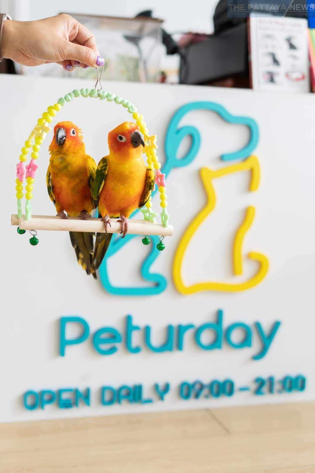 , Peturday: Elevating Pet Care in Pratumnak, Pattaya, We love Thailand